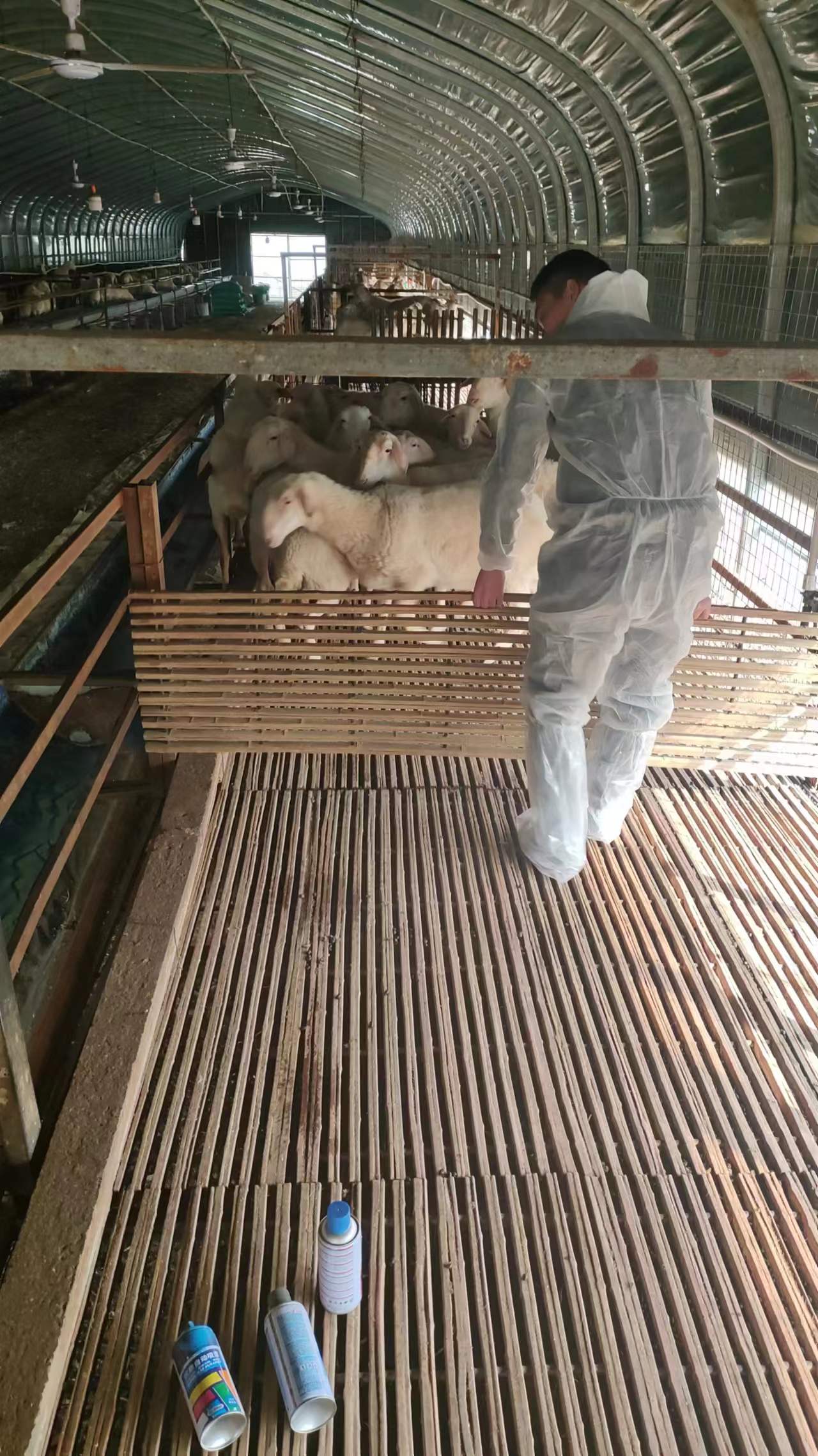 羊场B超培训教学